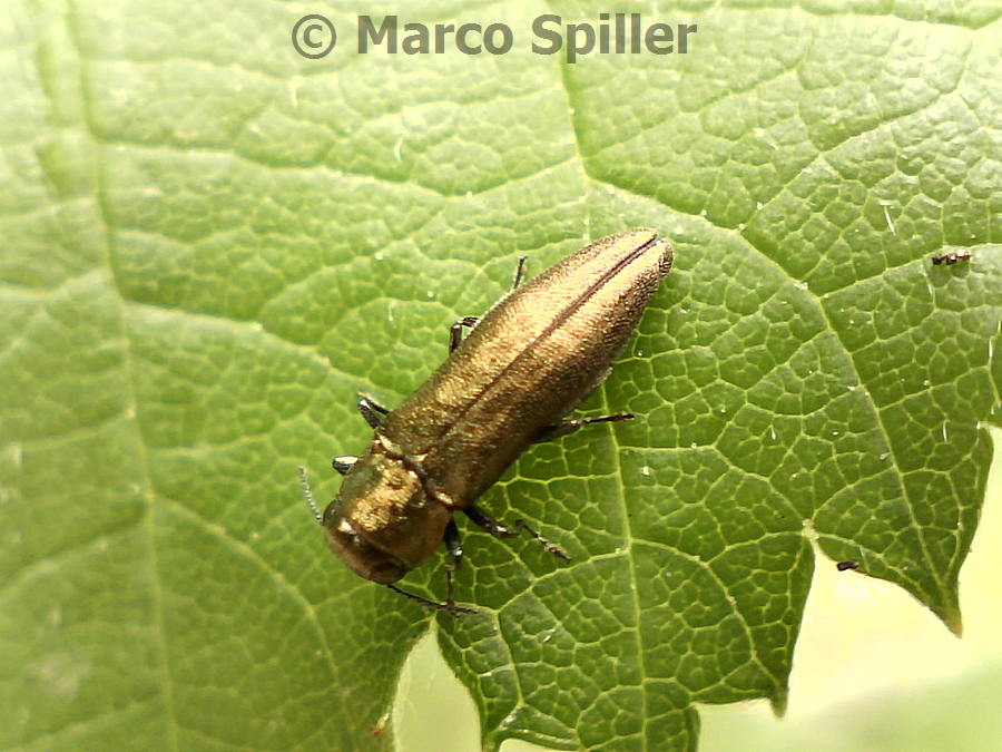 Agrilus hyperici ???